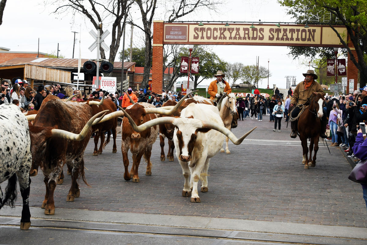 033 Longhorn parade at Stockyards Station in Fort Worth.JPG